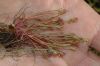 image of Plantago bigelovii