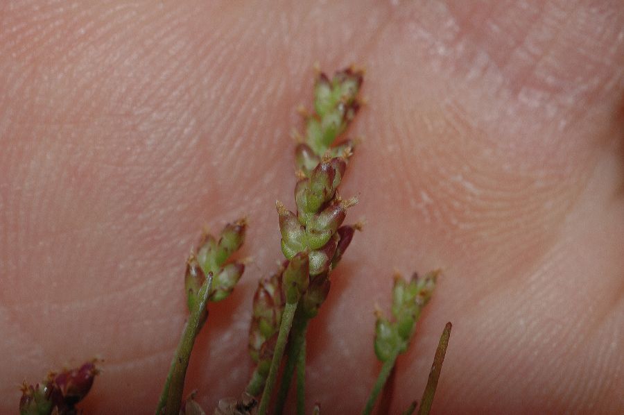 Plantaginaceae Plantago bigelovii