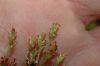 image of Plantago bigelovii