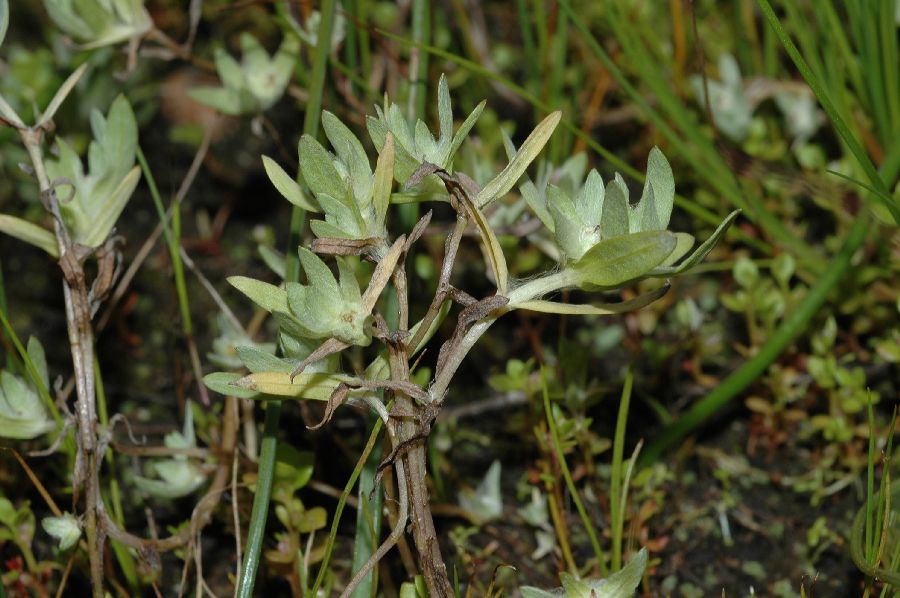 Asteraceae Psilocarphus brevissimus