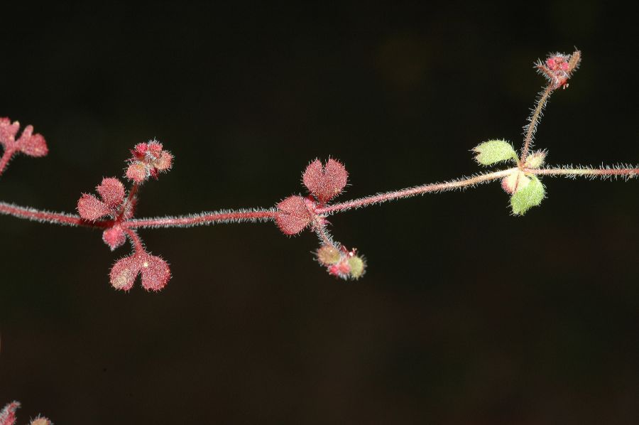 Polygonaceae Pterostegia drymarioides