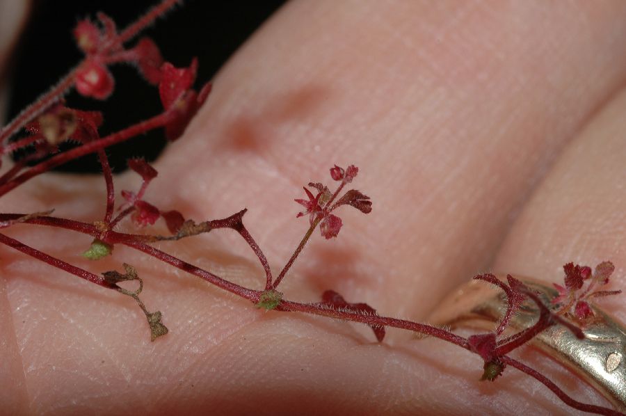 Polygonaceae Pterostegia drymarioides