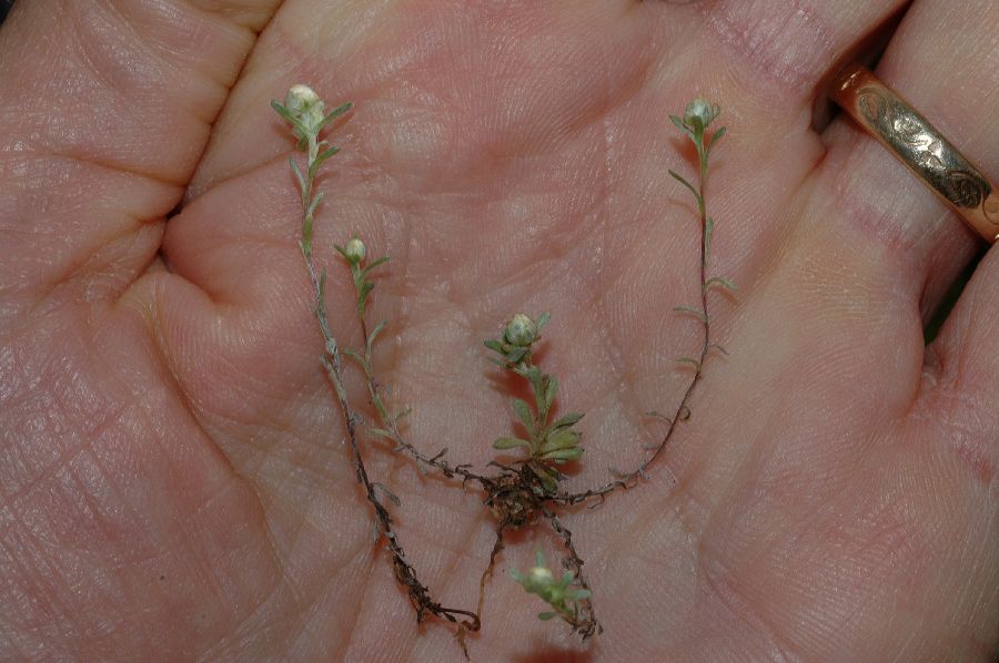 Asteraceae Stylocline gnaphalioides