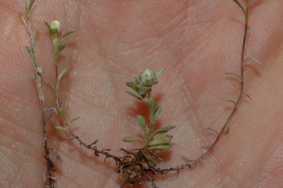 Asteraceae Stylocline gnaphalioides