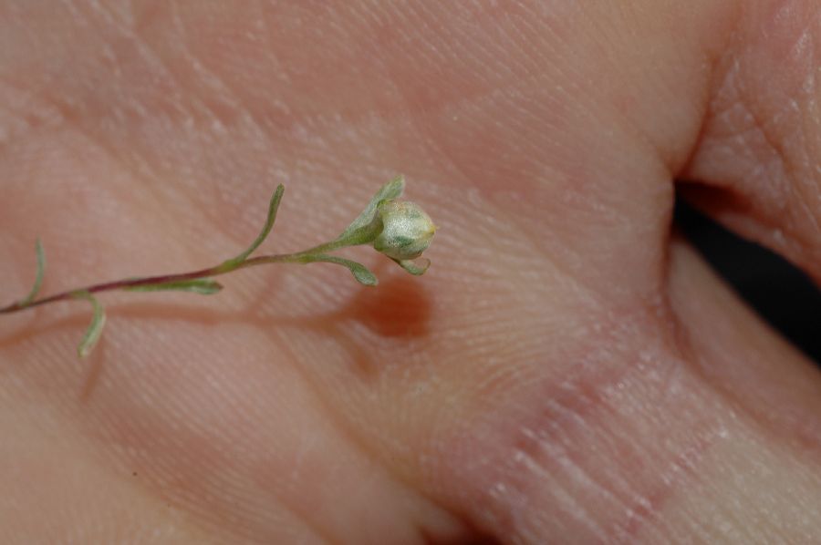 Asteraceae Stylocline gnaphalioides