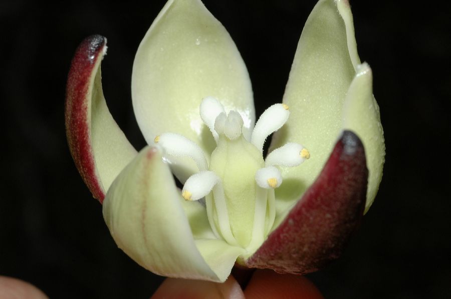 Asparagaceae Yucca schidigera