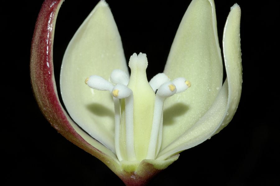 Asparagaceae Yucca schidigera