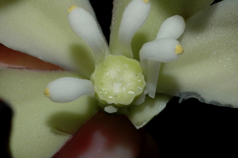 Asparagaceae Yucca schidigera
