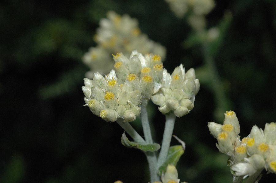 Asteraceae Gnaphalium californicum