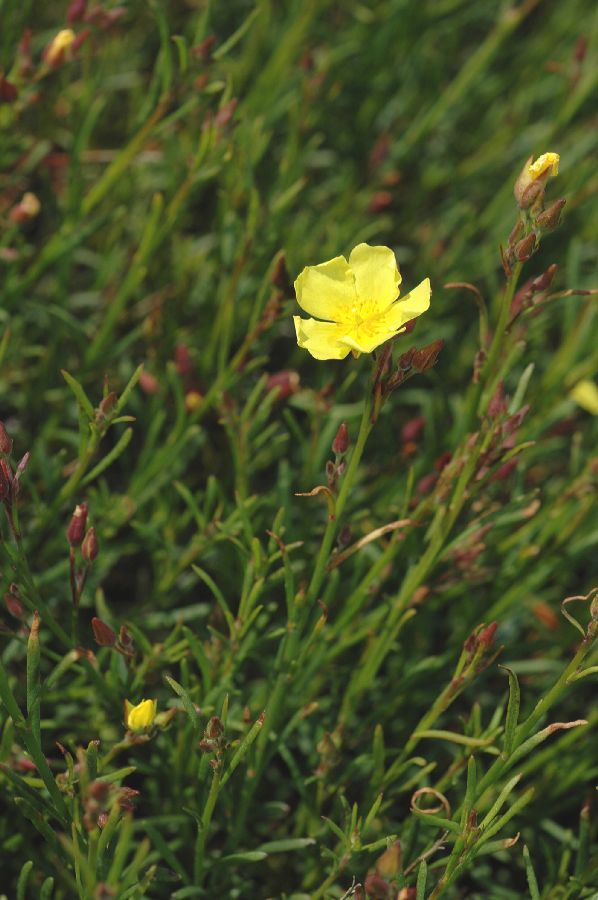 Cistaceae Helianthemum scoparium