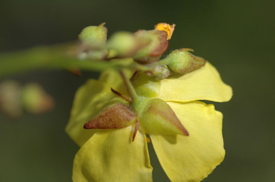 Cistaceae Helianthemum scoparium