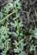 image of Lotus scoparius