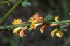 image of Lotus scoparius