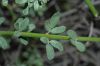 image of Lotus scoparius