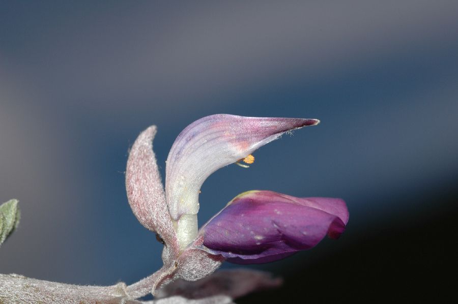 Fabaceae Lupinus albifrons