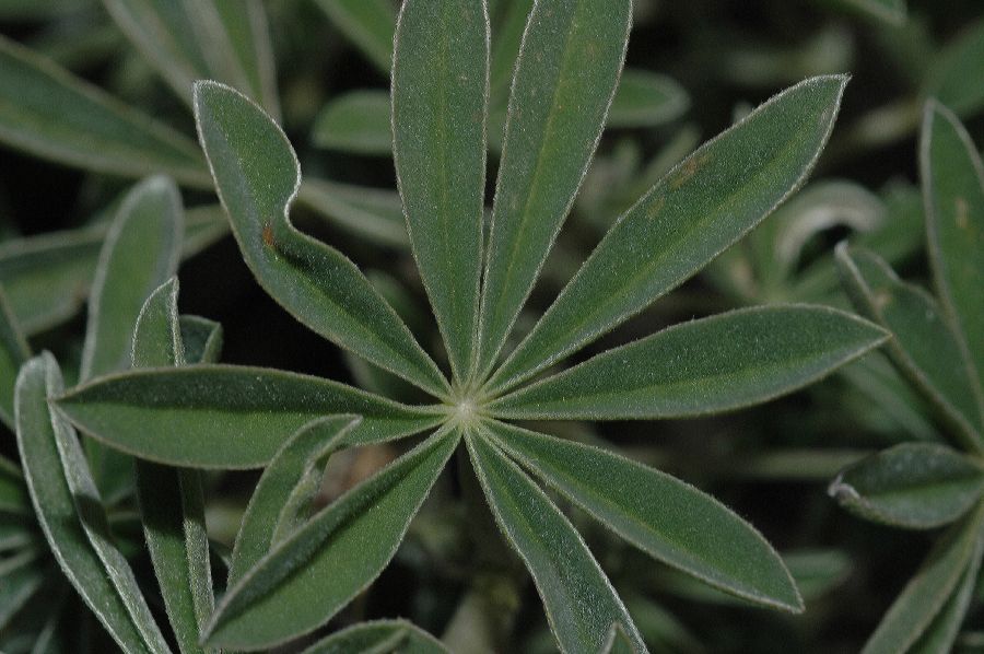 Fabaceae Lupinus albifrons