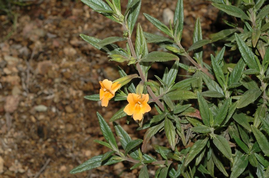 Phrymaceae Mimulus aurantiacus