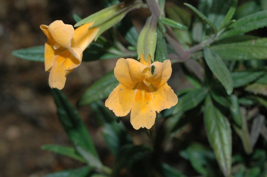 Phrymaceae Mimulus aurantiacus