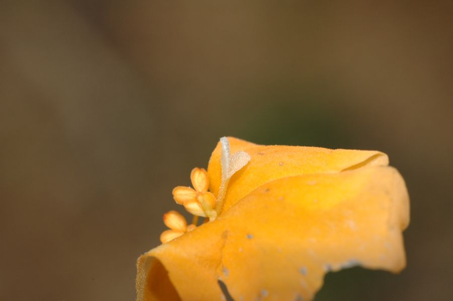 Phrymaceae Mimulus aurantiacus