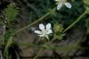 image of Potentilla glandulosa