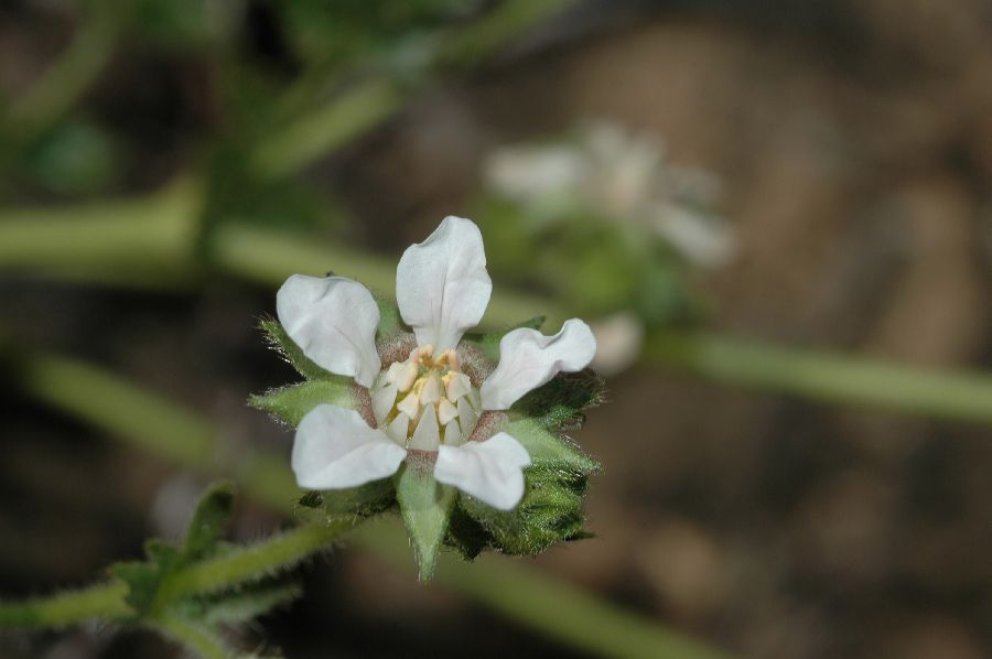 Rosaceae Potentilla glandulosa