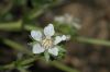 image of Potentilla glandulosa