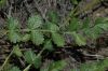 image of Potentilla glandulosa