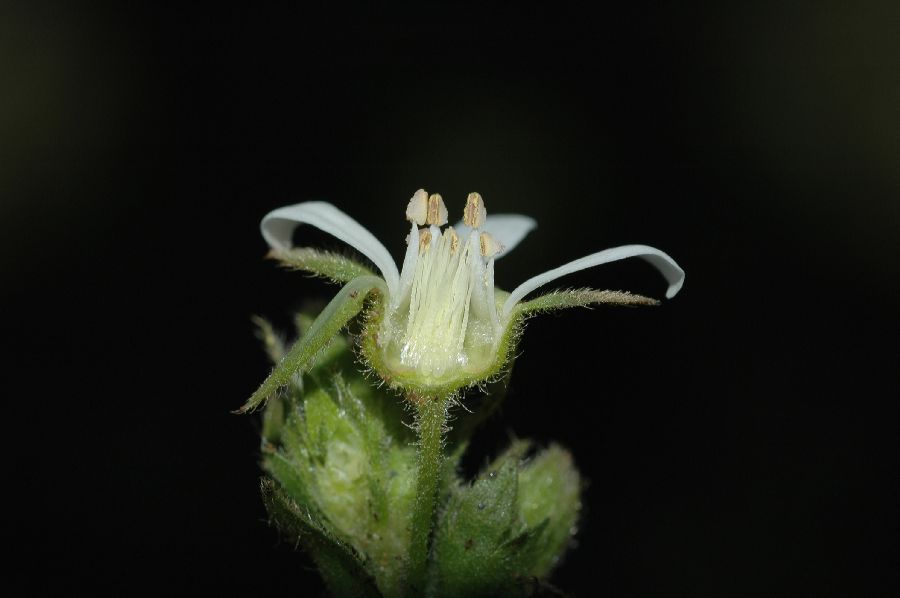 Rosaceae Potentilla glandulosa