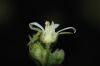 image of Potentilla glandulosa