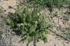 image of Potentilla glandulosa