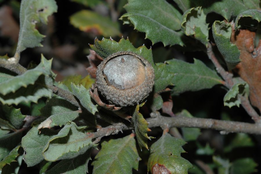 Fagaceae Quercus durata