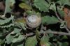 image of Quercus durata