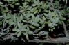 image of Quercus durata
