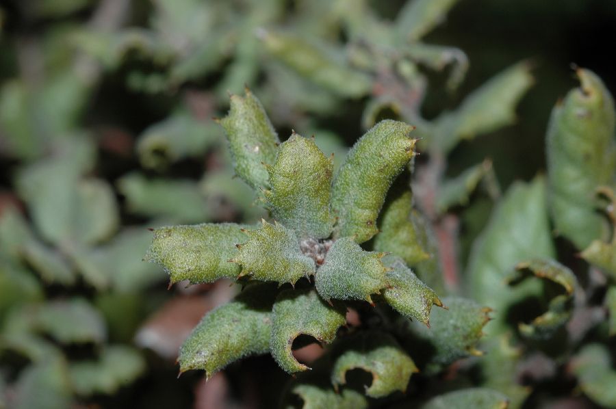 Fagaceae Quercus durata