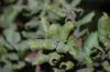image of Quercus durata