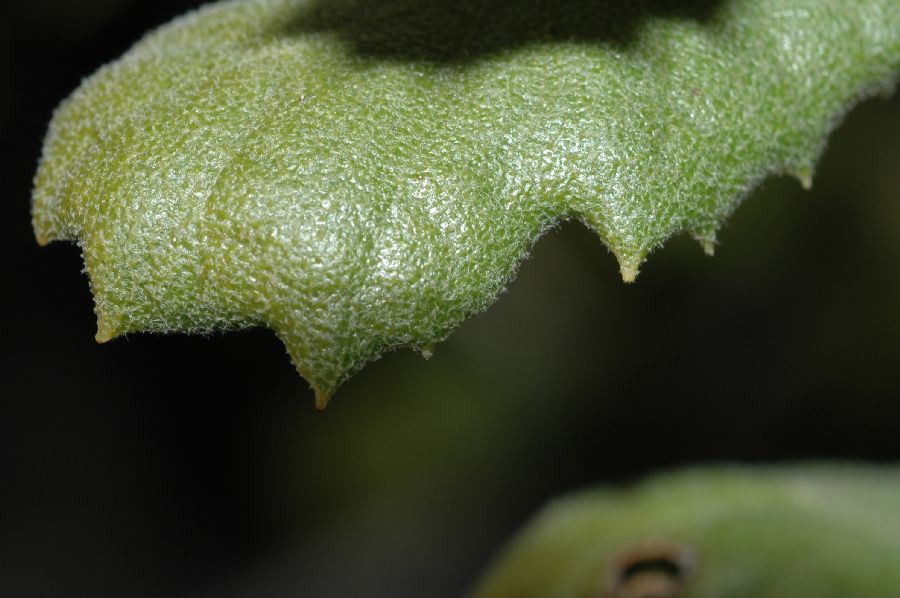 Fagaceae Quercus durata
