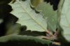 image of Quercus durata
