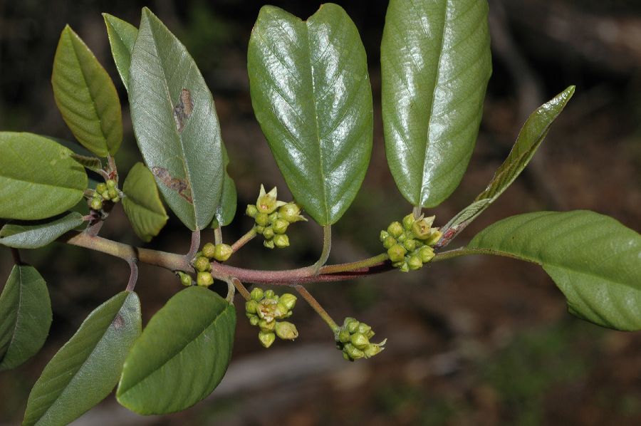 Rhamnaceae Rhamnus californica