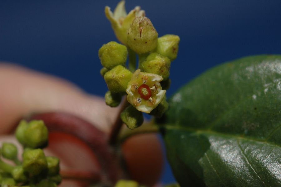 Rhamnaceae Rhamnus californica