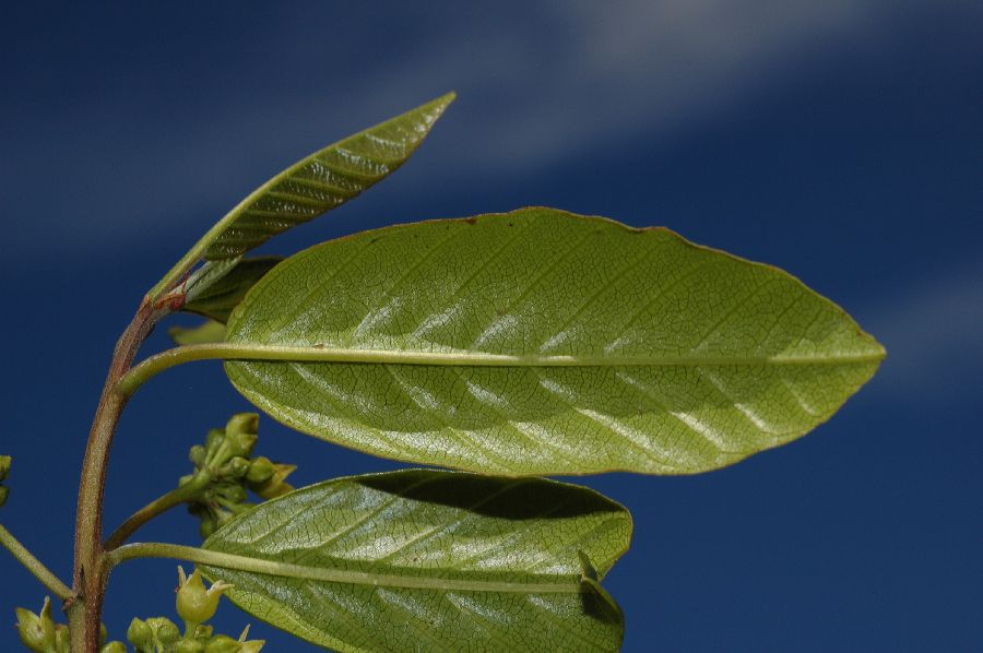 Rhamnaceae Rhamnus californica