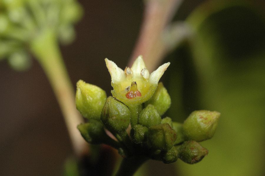 Rhamnaceae Rhamnus californica
