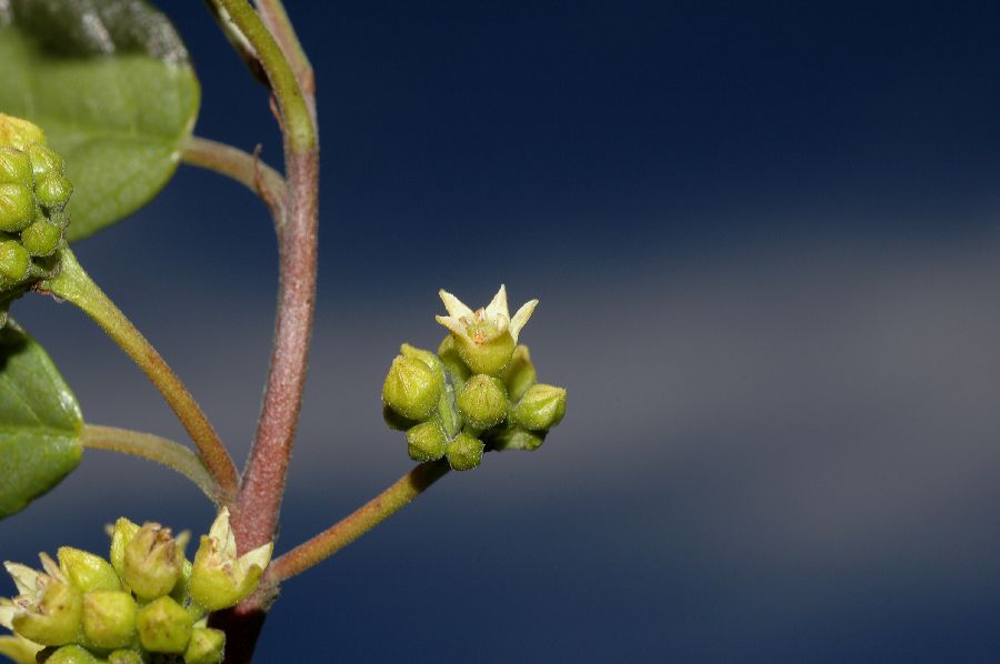 Rhamnaceae Rhamnus californica