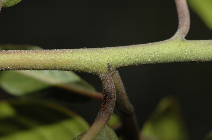 Rhamnaceae Rhamnus californica