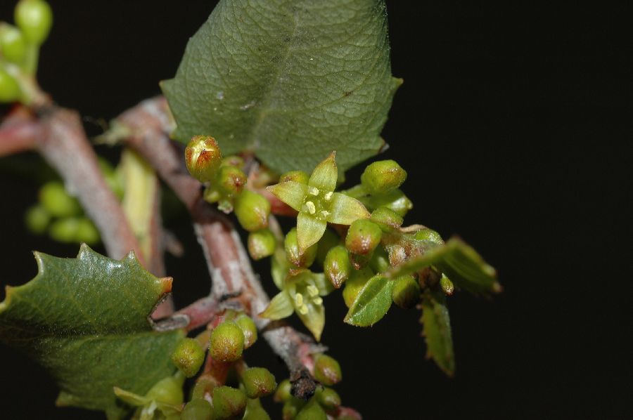 Rhamnaceae Rhamnus crocea