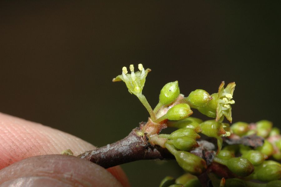Rhamnaceae Rhamnus crocea