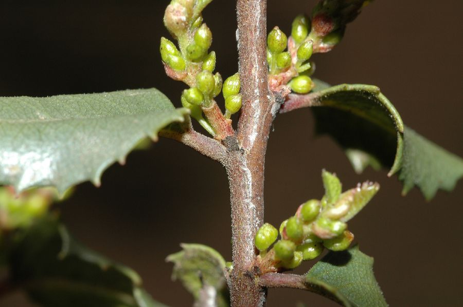 Rhamnaceae Rhamnus crocea