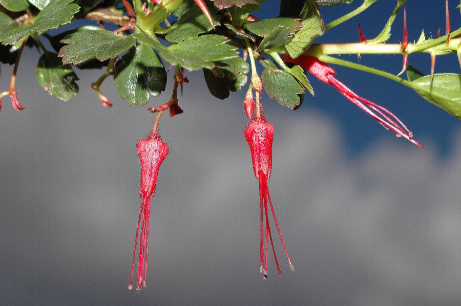 Grossulariaceae Ribes speciosum