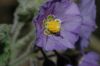 image of Solanum xantii