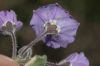 image of Solanum xantii