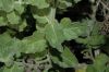 image of Solanum xantii